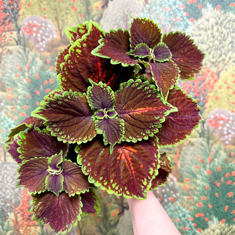 Coleus ‘Urban Mix’ – Burgundy with Lime Edge Painted Nettle - Sprouts of Bristol