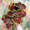 Coleus ‘Urban Mix’ – Burgundy with Lime Edge Painted Nettle - Sprouts of Bristol