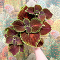 Coleus ‘Urban Mix’ – Burgundy with Lime Edge Painted Nettle - Sprouts of Bristol