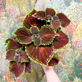 Coleus ‘Urban Mix’ – Burgundy with Lime Edge Painted Nettle - Sprouts of Bristol