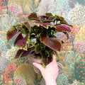 Coleus ‘Urban Mix’ – Burgundy with Lime Edge Painted Nettle - Sprouts of Bristol