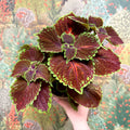 Coleus ‘Urban Mix’ – Burgundy with Lime Edge Painted Nettle - Sprouts of Bristol