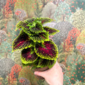 Coleus ‘Urban Mix’ – Green & Burgundy Deep Veined Painted Nettle - Sprouts of Bristol