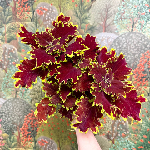 Coleus ‘Urban Mix’ – Red & Lime Ruffled Painted Nettle - Sprouts of Bristol
