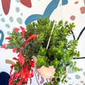 Columnea ‘Krakatau’ – Goldfish Plant - Sprouts of Bristol