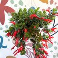 Columnea ‘Krakatau’ – Goldfish Plant - Sprouts of Bristol