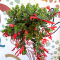 Columnea ‘Krakatau’ – Goldfish Plant - Sprouts of Bristol