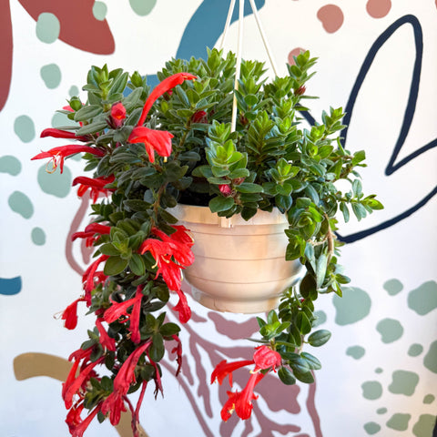 Columnea ‘Krakatau’ – Goldfish Plant - Sprouts of Bristol