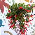 Columnea ‘Krakatau’ – Goldfish Plant - Sprouts of Bristol