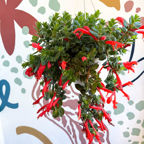 Columnea ‘Krakatau’ – Goldfish Plant - Sprouts of Bristol