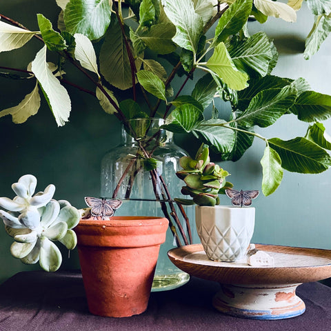 Common Blue Butterfly Plant Pot Companions  - Sprouts of Bristol