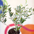 Common Olive - Olea europaea - Sprouts of Bristol
