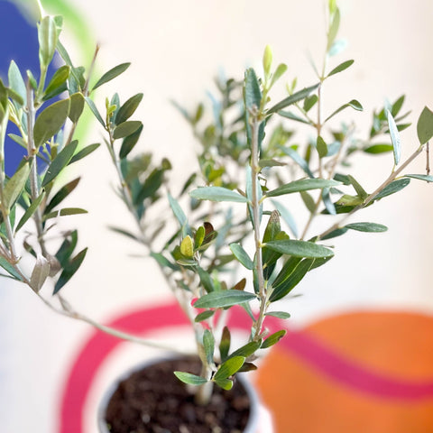 Common Olive - Olea europaea - Sprouts of Bristol