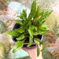 Coneflower - Echinacea pupurea 'Prairie Blaze Orange Sunset' - British Grown - Sprouts of Bristol