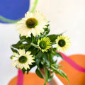 Coneflower - Echinacea purpurea 'White' - Sprouts of Bristol