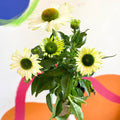 Coneflower - Echinacea purpurea 'White' - Sprouts of Bristol