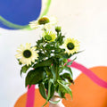 Coneflower - Echinacea purpurea 'White' - Sprouts of Bristol