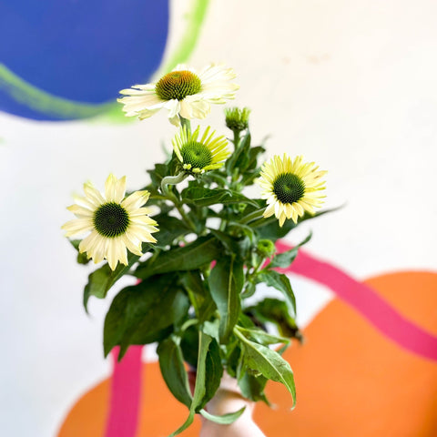 Coneflower - Echinacea purpurea 'White' - Sprouts of Bristol