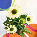 Coneflower - Echinacea purpurea 'White' - Sprouts of Bristol
