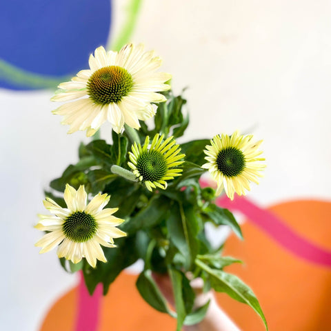 Coneflower - Echinacea purpurea 'White' - Sprouts of Bristol