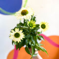 Coneflower - Echinacea purpurea 'White' - Sprouts of Bristol