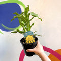 Coneflower - Echinacea 'Sunny Days Lemon' - British Grown - Sprouts of Bristol