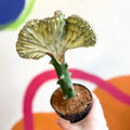 Coral Cactus - Euphorbia cristata - Sprouts of Bristol