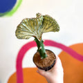 Coral Cactus - Euphorbia cristata - Sprouts of Bristol