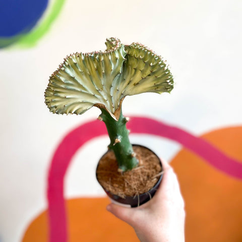 Coral Cactus - Euphorbia cristata - Sprouts of Bristol