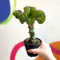 Coral Cactus - Euphorbia cristata - Sprouts of Bristol