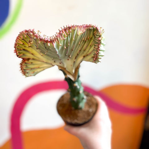 Coral Cactus - Euphorbia cristata - Sprouts of Bristol