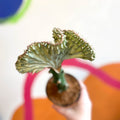 Coral Cactus - Euphorbia cristata - Sprouts of Bristol