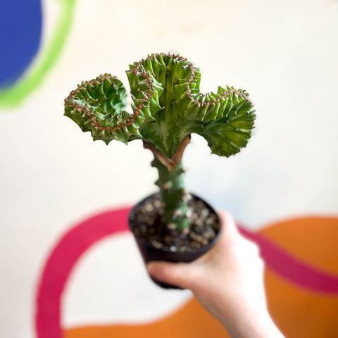 Coral Cactus - Euphorbia cristata - Sprouts of Bristol