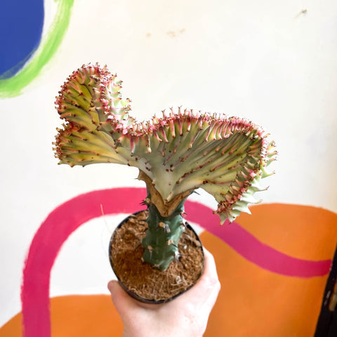 Coral Cactus - Euphorbia cristata - Sprouts of Bristol