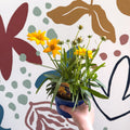 Coreopsis grandiflora 'Castello' [British Grown Herbaceous Perennial] - Sprouts of Bristol