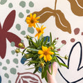 Coreopsis grandiflora 'Castello' [British Grown Herbaceous Perennial] - Sprouts of Bristol