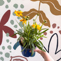 Coreopsis grandiflora 'Castello' [British Grown Herbaceous Perennial] - Sprouts of Bristol