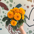 Coreopsis grandiflora 'Double The Sun' [Herbaceous Perennial] - Sprouts of Bristol