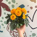 Coreopsis grandiflora 'Double The Sun' [Herbaceous Perennial] - Sprouts of Bristol