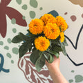 Coreopsis grandiflora 'Double The Sun' [Herbaceous Perennial] - Sprouts of Bristol