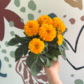 Coreopsis grandiflora 'Double The Sun' [Herbaceous Perennial] - Sprouts of Bristol