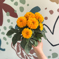 Coreopsis grandiflora 'Double The Sun' [Herbaceous Perennial] - Sprouts of Bristol