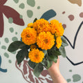 Coreopsis grandiflora 'Double The Sun' [Herbaceous Perennial] - Sprouts of Bristol
