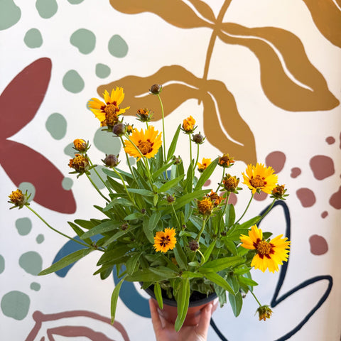Coreopsis grandiflora 'Grand Yellow' [Herbaceous Perennial] - Sprouts of Bristol
