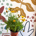 Coreopsis grandiflora 'Grand Yellow' [Herbaceous Perennial] - Sprouts of Bristol