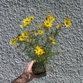 Coreopsis verticillata ‘Zagreb’ – British Grown - Sprouts of Bristol