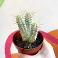 Corn Cob Cactus - Euphorbia mammillaris variegata - Sprouts of Bristol