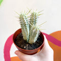 Corn Cob Cactus - Euphorbia mammillaris variegata - Sprouts of Bristol