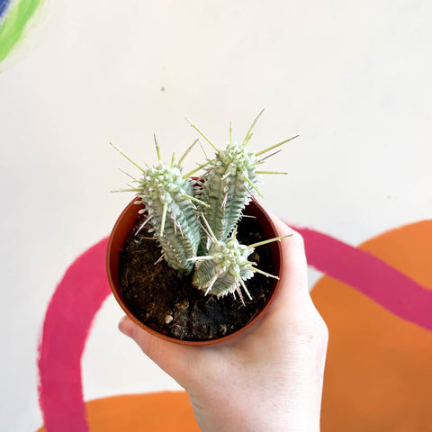 Corn Cob Cactus - Euphorbia mammillaris variegata - Sprouts of Bristol