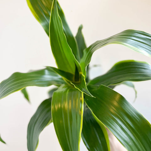 Corn Plant - Dracaena fragrans 'Dorado' - Sprouts of Bristol